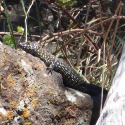 Egernia cunninghami (Cunningham's Skink) at Latham, ACT - 26 Oct 2018 by Christine