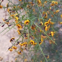 Daviesia ulicifolia subsp. ulicifolia (Gorse Bitter-pea) at Mogo State Forest - 27 Oct 2018 by Di