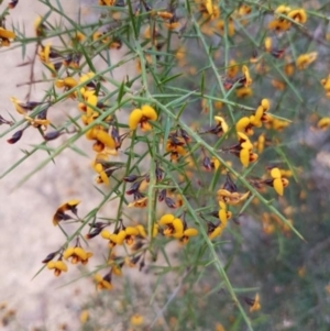 Daviesia ulicifolia subsp. ulicifolia at Mogo State Forest - 27 Oct 2018