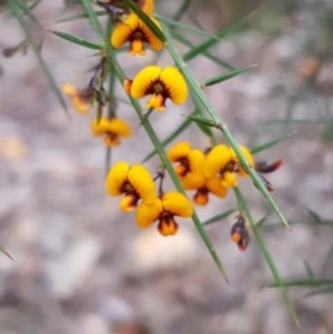 Daviesia ulicifolia subsp. ulicifolia at Mogo State Forest - 27 Oct 2018