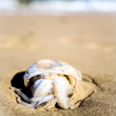 Unidentified at Mystery Bay, NSW - 20 Sep 2018 by LocalFlowers