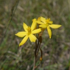 Bulbine bulbosa (Golden Lily) at Hall, ACT - 27 Oct 2018 by ClubFED