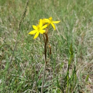 Bulbine bulbosa at Hall, ACT - 27 Oct 2018 11:30 AM