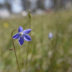 Wahlenbergia sp. (Bluebell) at Hall Cemetery - 27 Oct 2018 by ClubFED