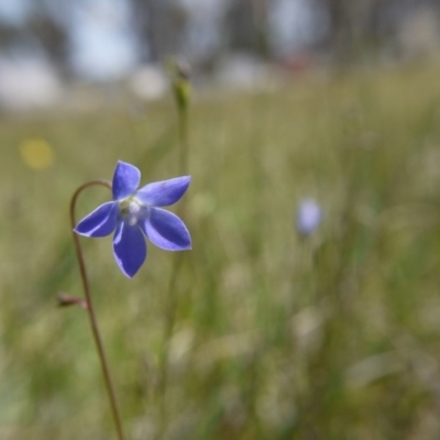 Wahlenbergia sp. (Bluebell) at Hall, ACT - 27 Oct 2018 by ClubFED