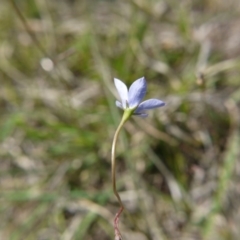 Wahlenbergia sp. at Hall, ACT - 27 Oct 2018