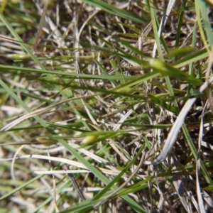 Wahlenbergia sp. at Hall, ACT - 27 Oct 2018