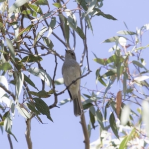 Pachycephala pectoralis at Hackett, ACT - 19 Oct 2018