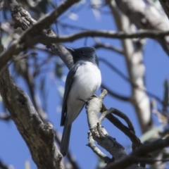 Myiagra rubecula (Leaden Flycatcher) at Hackett, ACT - 18 Oct 2018 by Alison Milton