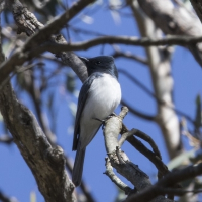 Myiagra rubecula (Leaden Flycatcher) at Hackett, ACT - 19 Oct 2018 by AlisonMilton