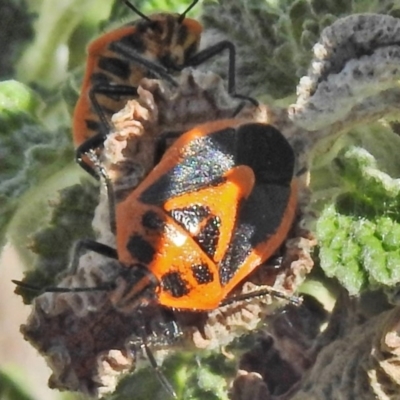Agonoscelis rutila (Horehound bug) at Tharwa, ACT - 27 Oct 2018 by JohnBundock