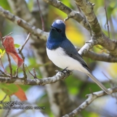 Myiagra rubecula (Leaden Flycatcher) at Undefined - 24 Oct 2018 by CharlesDove