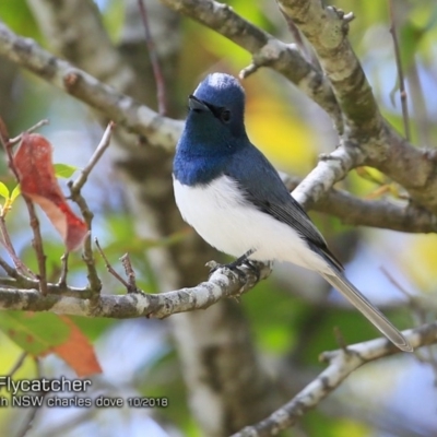 Myiagra rubecula (Leaden Flycatcher) at Undefined - 25 Oct 2018 by CharlesDove