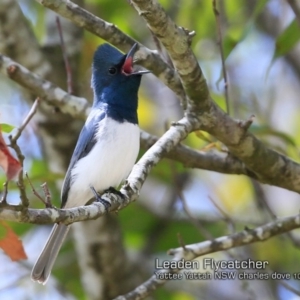 Myiagra rubecula at undefined - 25 Oct 2018