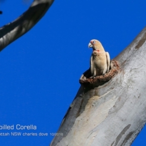 Cacatua tenuirostris at Yatteyattah Nature Reserve - 19 Oct 2018 12:00 AM