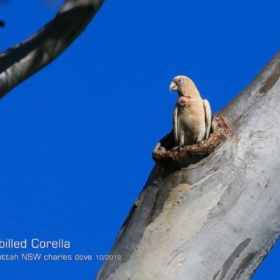 Cacatua tenuirostris (Long-billed Corella) at Yatte Yattah, NSW - 18 Oct 2018 by CharlesDove