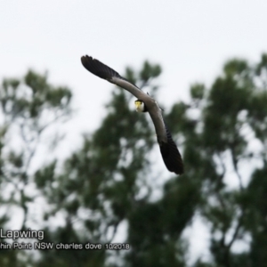 Vanellus miles at Burrill Lake, NSW - 18 Oct 2018 12:00 AM