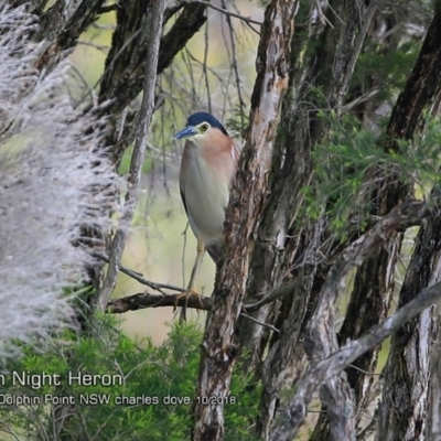 Nycticorax caledonicus (Nankeen Night-Heron) at Wairo Beach and Dolphin Point - 20 Oct 2018 by Charles Dove