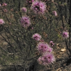 Kunzea parvifolia (Violet Kunzea) at Bullen Range - 25 Oct 2018 by JohnBundock
