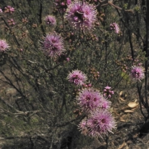 Kunzea parvifolia at Bullen Range - 25 Oct 2018