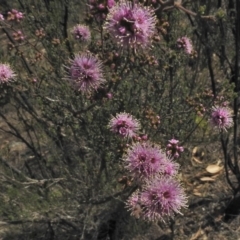 Kunzea parvifolia (Violet kunzea) at Bullen Range - 24 Oct 2018 by JohnBundock