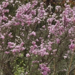 Kunzea parvifolia at Bullen Range - 25 Oct 2018