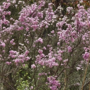 Kunzea parvifolia at Bullen Range - 25 Oct 2018