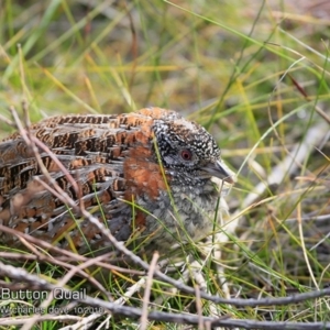 Turnix varius at Ulladulla Reserves Bushcare - 23 Oct 2018