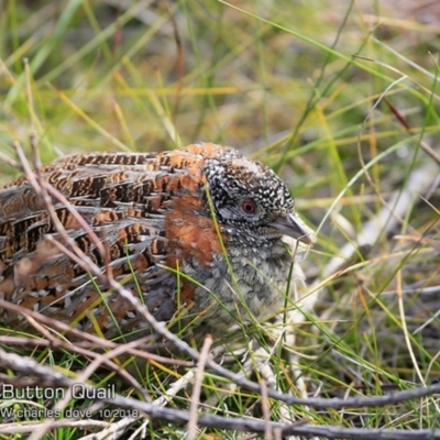 Turnix varius (Painted Buttonquail) at Ulladulla Reserves Bushcare - 23 Oct 2018 by CharlesDove