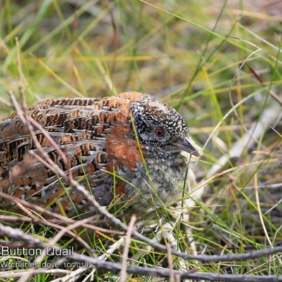 Turnix varius (Painted Buttonquail) at Ulladulla Reserves Bushcare - 22 Oct 2018 by Charles Dove
