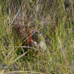 Turnix varius at Ulladulla Reserves Bushcare - 23 Oct 2018