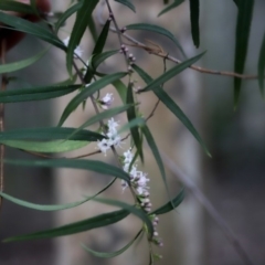 Unverified at Corunna, NSW - 1 Oct 2018 by LocalFlowers