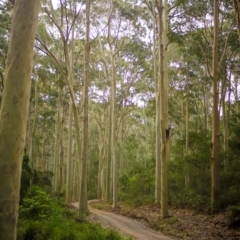 Corymbia maculata (Spotted Gum) at Corunna State Forest - 7 Sep 2018 by LocalFlowers