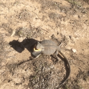 Pogona barbata at Deakin, ACT - 27 Oct 2018