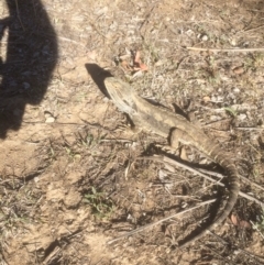 Pogona barbata at Deakin, ACT - 27 Oct 2018