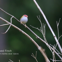 Neochmia temporalis (Red-browed Finch) at South Pacific Heathland Reserve - 20 Oct 2018 by Charles Dove