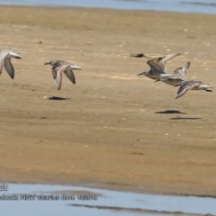 Calidris canutus (Red Knot) at Jervis Bay National Park - 25 Oct 2018 by CharlesDove