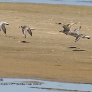 Calidris canutus at Jervis Bay National Park - 25 Oct 2018 12:00 AM