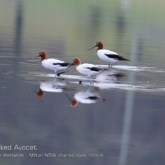 Recurvirostra novaehollandiae (Red-necked Avocet) at Undefined - 22 Oct 2018 by CharlesDove