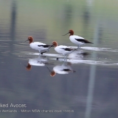 Recurvirostra novaehollandiae (Red-necked Avocet) at Undefined - 21 Oct 2018 by Charles Dove