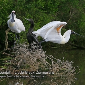 Platalea regia at Burrill Lake, NSW - 21 Oct 2018