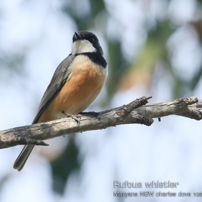 Pachycephala rufiventris (Rufous Whistler) at Manyana Inyadda Drive development area - 18 Oct 2018 by CharlesDove