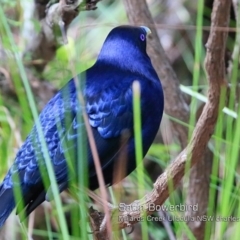 Ptilonorhynchus violaceus (Satin Bowerbird) at Ulladulla, NSW - 21 Oct 2018 by CharlesDove