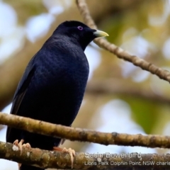 Ptilonorhynchus violaceus (Satin Bowerbird) at Wairo Beach and Dolphin Point - 20 Oct 2018 by CharlesDove