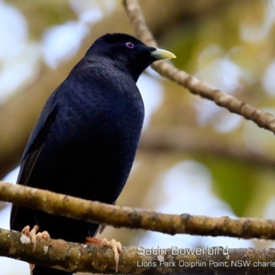 Ptilonorhynchus violaceus (Satin Bowerbird) at Burrill Lake, NSW - 21 Oct 2018 by CharlesDove