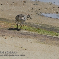 Calidris acuminata (Sharp-tailed Sandpiper) at Jervis Bay National Park - 18 Oct 2018 by CharlesDove