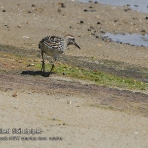 Calidris acuminata at Jervis Bay National Park - 18 Oct 2018