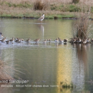 Calidris acuminata at undefined - 15 Oct 2018