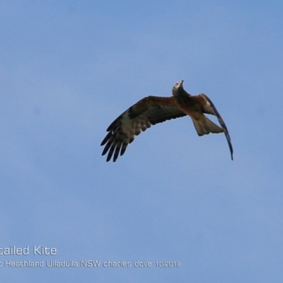 Lophoictinia isura (Square-tailed Kite) at South Pacific Heathland Reserve - 19 Oct 2018 by Charles Dove
