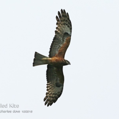 Lophoictinia isura (Square-tailed Kite) at Manyana Inyadda Drive development area - 17 Oct 2018 by CharlesDove